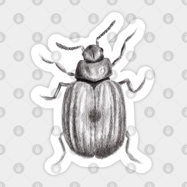 Realistic Beetle Bug Pencil Drawing Sticker by IvyLilyArt